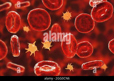 Plaquettes activées dans un frottis sanguin contenant des globules rouges, illustration. Banque D'Images
