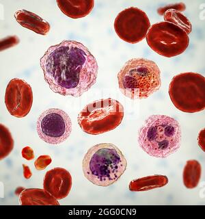 Illustration montrant différents types de cellules sanguines, érythrocytes, neutrophiles, monocytes, basophiles, éosinophiles, lymphocytes et plaquettes. Banque D'Images