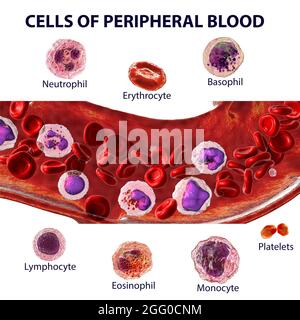 Illustration montrant différents types de cellules sanguines, érythrocytes, neutrophiles, monocytes, basophiles, éosinophiles, lymphocytes et plaquettes. Image étiquetée. Banque D'Images