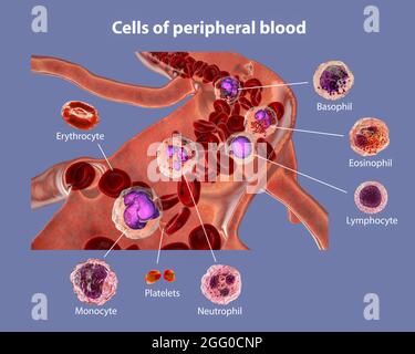 Illustration montrant différents types de cellules sanguines, érythrocytes, neutrophiles, monocytes, basophiles, éosinophiles, lymphocytes et plaquettes. Image étiquetée. Banque D'Images