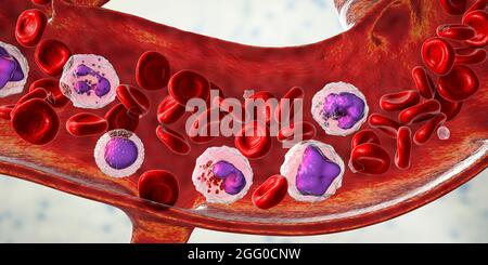 Illustration montrant différents types de cellules sanguines, érythrocytes, neutrophiles, monocytes, basophiles, éosinophiles, lymphocytes et plaquettes. Banque D'Images