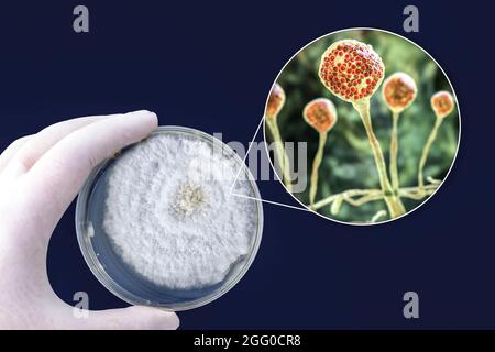 Image composite de moule de mucor, également connu sous le nom de champignon noir, et moule de pin. Les champignons Mucor sp. Se trouvent dans le sol et la matière organique en décomposition et sont des moisissures courantes à l'intérieur. Il peut causer la maladie rare mais grave mucormycose (zygomycose) chez les patients qui sont immunodéprimés ou en cours de traitement stéroïdien. Le champignon peut infecter les poumons, les sinus, le cerveau, le système gastro-intestinal ou la peau. En 2021, des éclosions de mucormycose ont été observées chez des patients diabétiques atteints de Covid-19. Le traitement est avec des médicaments antifongiques, bien que la chirurgie soit souvent nécessaire pour couper les tissus infectés. Banque D'Images