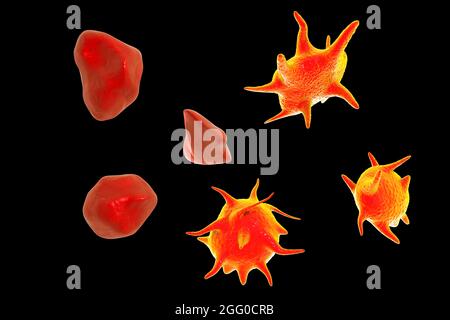 Illustration des plaquettes (thrombocytes) qui ont été activées (avec extensions) et celles qui ne sont pas activées. Les plaquettes font partie du sang. Lorsqu'un vaisseau sanguin est endommagé, les plaquettes s'activent et sécrètent les produits chimiques qui causent la formation d'un filet de fibrine. Ce maillage piège les plaquettes et les globules rouges et blancs, formant un caillot qui scelle le vaisseau sanguin endommagé. Banque D'Images