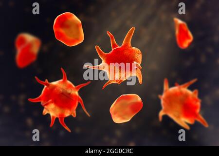 Illustration des plaquettes (thrombocytes) qui ont été activées (avec extensions) et celles qui ne sont pas activées. Les plaquettes font partie du sang. Lorsqu'un vaisseau sanguin est endommagé, les plaquettes s'activent et sécrètent les produits chimiques qui causent la formation d'un filet de fibrine. Ce maillage piège les plaquettes et les globules rouges et blancs, formant un caillot qui scelle le vaisseau sanguin endommagé. Banque D'Images