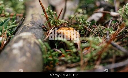 Chanterelles partiellement floues poussant dans la forêt de mousses Banque D'Images