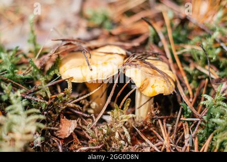 Chanterelles partiellement floues poussant dans la forêt de mousses Banque D'Images