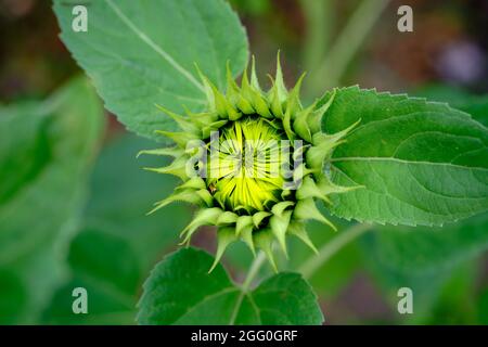 Gros plan du tournesol en herbe Banque D'Images