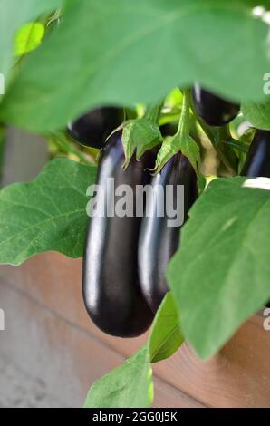 Gros plan d'aubergines mûres avec des feuilles vertes en serre, foyer sélectif. Concept de jardinage biologique. Banque D'Images