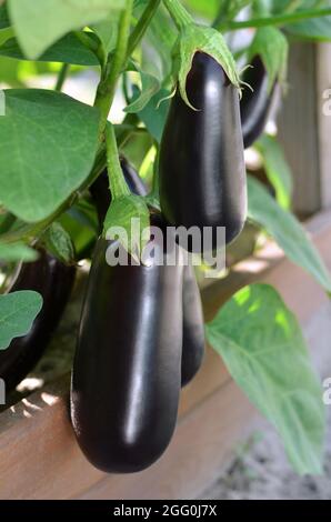 Aubergines mûres poussant dans le potager. Concept de la culture de votre propre nourriture biologique. Banque D'Images