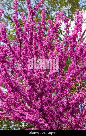 Blossoms de Redbud, Cersis canadensis, avril, Virginie. Banque D'Images