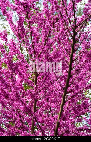 Blossoms de Redbud, Cersis canadensis, avril, Virginie. Banque D'Images