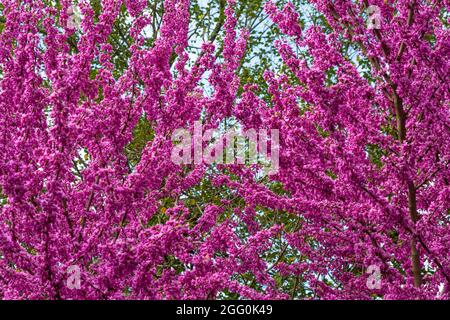 Blossoms de Redbud, Cersis canadensis, avril, Virginie. Banque D'Images