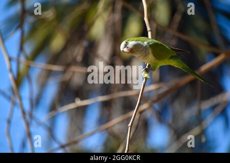 perroquet de monk (myiopsitta monachus), ou perroquet de quaker, coupant une branche d'un arbre pour l'utiliser pour son nid Banque D'Images