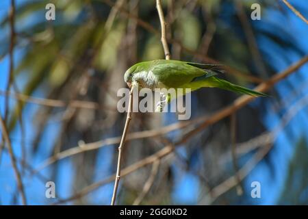 perroquet de monk (myiopsitta monachus), ou perroquet de quaker, coupant une branche d'un arbre pour l'utiliser pour son nid Banque D'Images