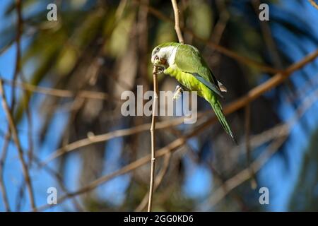 perroquet de monk (myiopsitta monachus), ou perroquet de quaker, coupant une branche d'un arbre pour l'utiliser pour son nid Banque D'Images