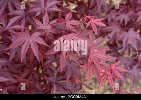 Feuilles d'érable japonaises, violet. Virginie, États-Unis. Banque D'Images