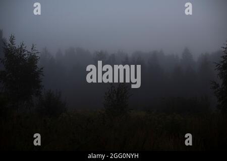 Matin brumeux dans les bois. Augmentation de l'humidité dans la nature. Une forêt sombre se dégage d'un épais brouillard. Paysage simple avant l'aube. Banque D'Images