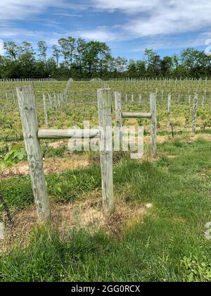 Cave de vinification Vineyard, Woodstock, comté de Shenandoah, Virginie, États-Unis Banque D'Images