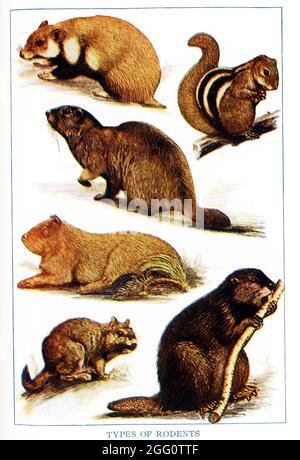 Voici différents types de rongeurs. De gauche à droite, de haut en bas, ils sont: Hamster européen, écureuil rayé de l'Inde de l'est, Woodchuck, Marmot, Capybara sud-américain, Vizcacha sud-américain, Castor Banque D'Images