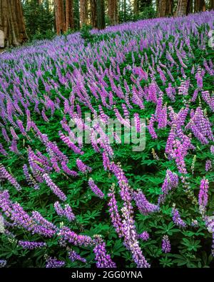 Lupin, Redwood Mountain, le Parc National Kings Canyon, Californie Banque D'Images