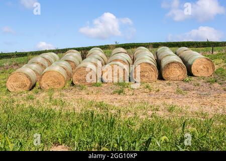 Iowa. Balles de foin, Iowa de l'est, comté de Dubuque. Banque D'Images