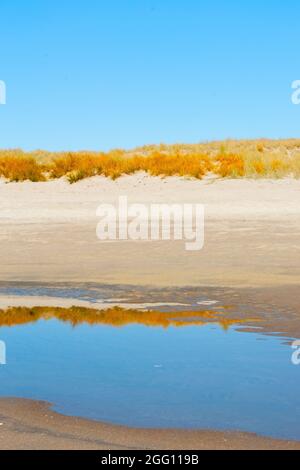 Piscines à marée basse avec des reflets dorés de la végétation de dunes de sable sur la plage de sable à Papamoa Tauranga Nouvelle-Zélande. En composition verticale. Banque D'Images