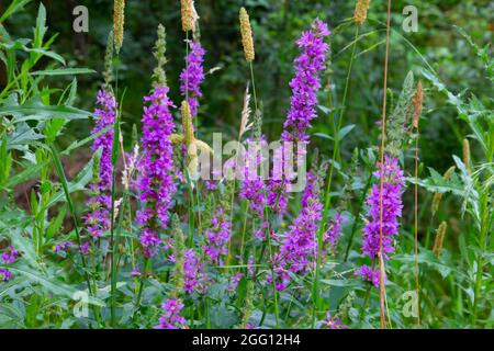 Fleurs violettes du loosestrife commun, également appelé Lythrum salicaria ou Blutweiderich Banque D'Images