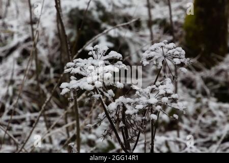 Plante de maître morte recouverte de neige dans la forêt Banque D'Images