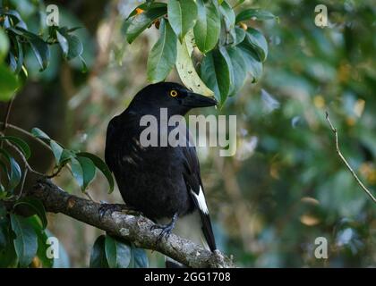 Pied Currawong (strepera granculina) Green Mountains section du parc national de Lamington, Queensland, Australie Banque D'Images