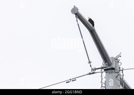 Aigle à tête blanche perchée au sommet d'un poteau téléphonique en acier avec un ciel blanc en arrière-plan Banque D'Images