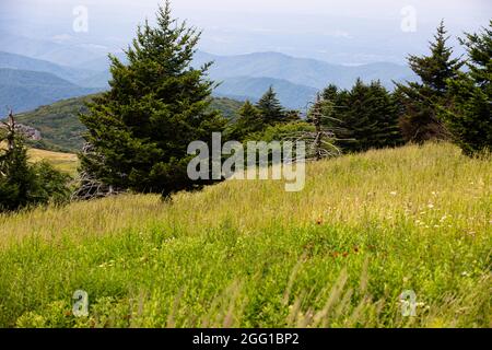 Vue depuis la montagne Whitetop dans les montagnes Appalaches en Virginie Banque D'Images