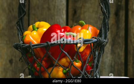Poivrons rouges, jaunes et oranges mûrs dans un panier Banque D'Images