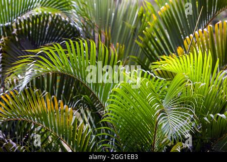 Une fougère dans un jardin botanique sur l'île d'Oahu, Hawaï. Banque D'Images