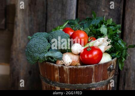 Tomates cueillies à la main, brocoli, oignons verts, persil dans un seau rustique Banque D'Images