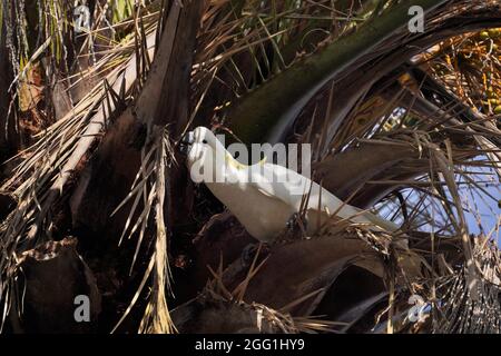 Cockatoo collectant le matériau de construction Nest dans le trop d'un palmier Banque D'Images