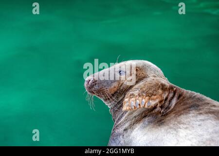 Phoque gris de l'Atlantique, Halichoerus grypus, animal couché près de l'eau vert foncé, place pour le texte avec espace de copie Banque D'Images