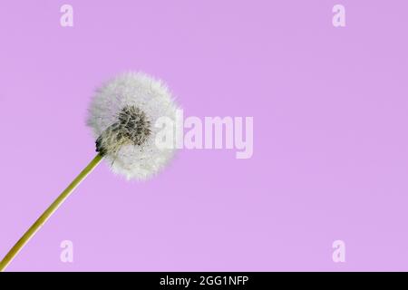 Pissenlit blanc sur fond rose gros plan Banque D'Images