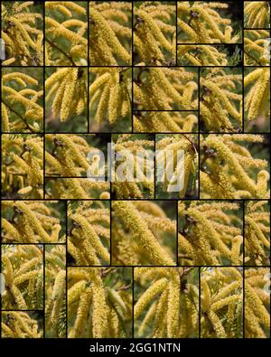 Collage de fleurs de ratons laveurs jaunes sur Honey Mesquite, Prosopis glandulosa, Fabaceae, originaire du désert de Mojave du Sud, photographié Springtime 2021. Banque D'Images