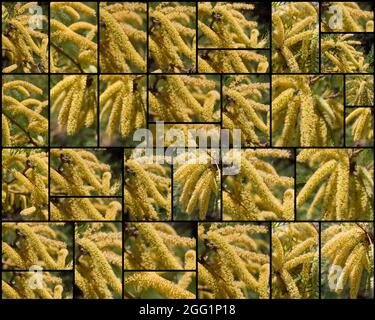 Collage de fleurs de ratons laveurs jaunes sur Honey Mesquite, Prosopis glandulosa, Fabaceae, originaire du désert de Mojave du Sud, photographié Springtime 2021. Banque D'Images