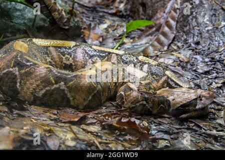 La vipère de Gaboon (Bitis gabonica) est une espèce de vipère que l'on trouve dans les forêts tropicales et les savanes d'Afrique subsaharienne. Comme tous les vipers, c'est venimeux. Banque D'Images