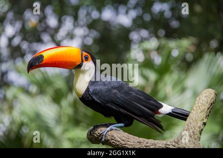 Le toco toucan (Ramphastos toco) est l'espèce la plus importante et probablement la plus connue de la famille des toucan. Il se trouve dans des habitats semi-ouverts Banque D'Images