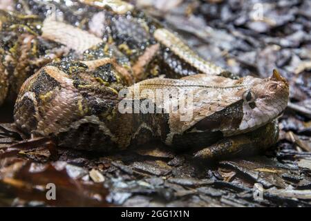 La vipère de Gaboon (Bitis gabonica) est une espèce de vipère que l'on trouve dans les forêts tropicales et les savanes d'Afrique subsaharienne. Comme tous les vipers, c'est venimeux. Banque D'Images