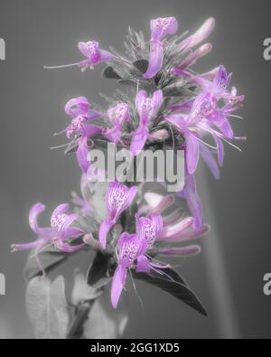 Ruban Bush (Hypoestes Aristata) fleur. Le Cap. WESTERN Cape. Afrique du Sud Banque D'Images