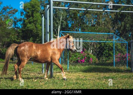 J Side photo marron clair poney jeu courir vigoureusement brumly sur l'herbe de terrain de football. Été arbre fleur métal barre horizontale arrière-plan Banque D'Images