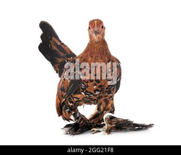 Démarré Bantam in front of white background Banque D'Images