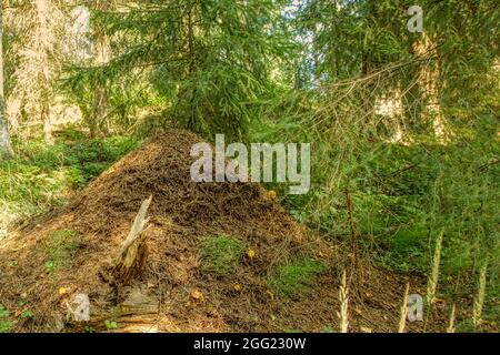 Anthill dans la scène forestière. Vue sur l'automne de la forêt d'une grande colline. Anthill dans la forêt de conifères. Structure de nid formicaraire faite d'aiguilles de pin empilées o Banque D'Images