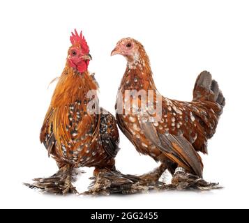 Démarré Bantam in front of white background Banque D'Images