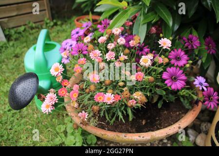 Bol de fleur en argile avec un arrosoir à côté dans le jardin d'une maison Banque D'Images