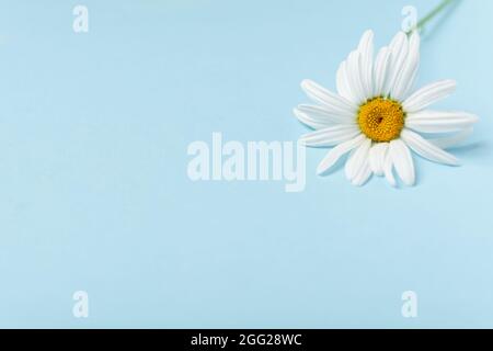 Camomille fraîche et délicate sur fond bleu avec espace de copie Banque D'Images