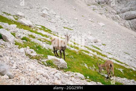 Famille chamois au printemps. Chamois sauvage sur les rochers au sommet du sommet. Animal sauvage dans la nature sauvage. Banque D'Images